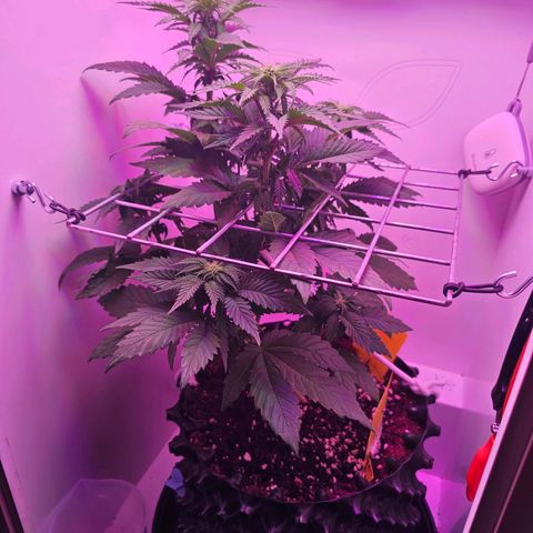 Hans Hanf growlog timeline photo
