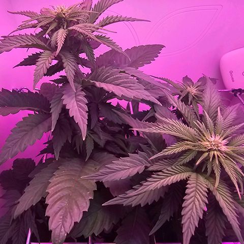 Hans Hanf growlog timeline photo