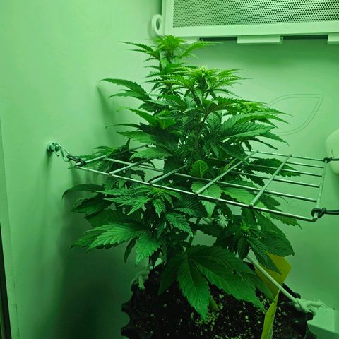 Hans Hanf growlog timeline photo