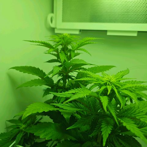 Hans Hanf growlog timeline photo