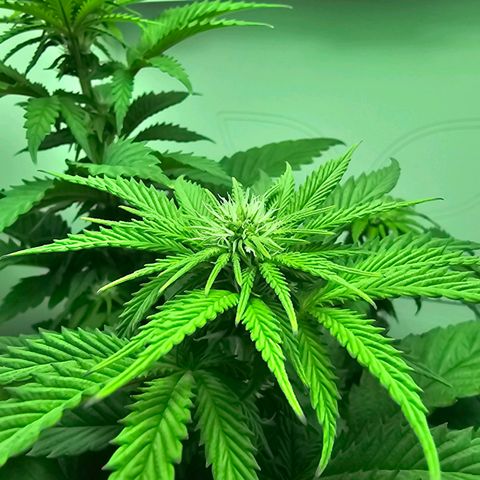 Hans Hanf growlog timeline photo