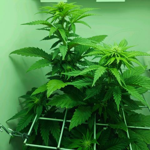 Hans Hanf growlog timeline photo