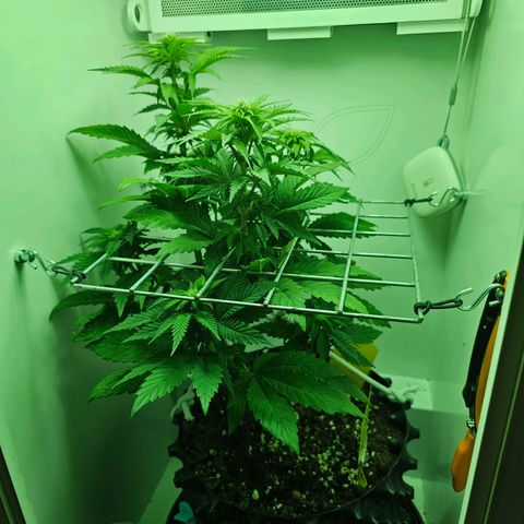 Hans Hanf growlog timeline photo