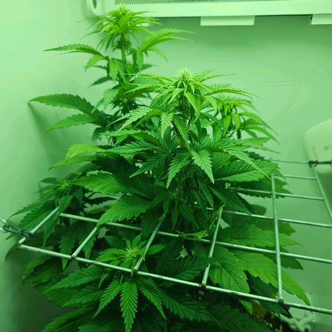 Hans Hanf growlog timeline photo