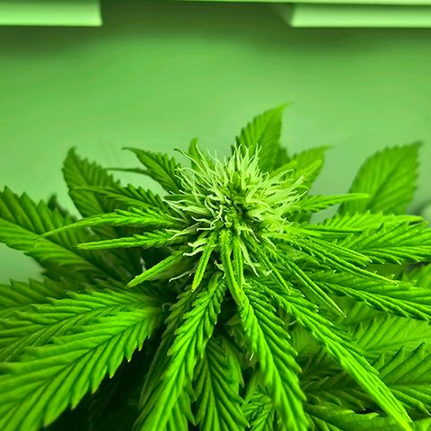 Hans Hanf growlog timeline photo