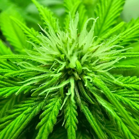 Hans Hanf growlog timeline photo