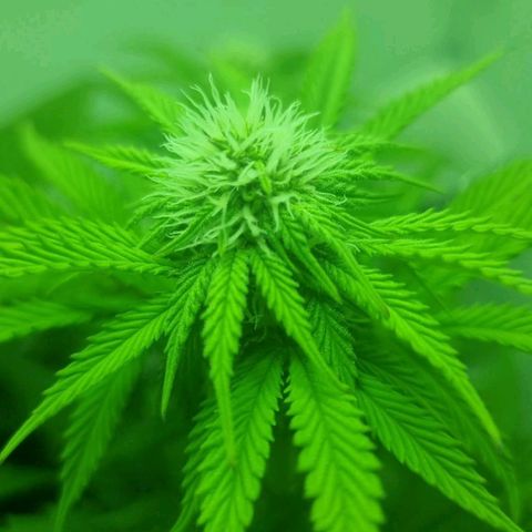 Hans Hanf growlog timeline photo