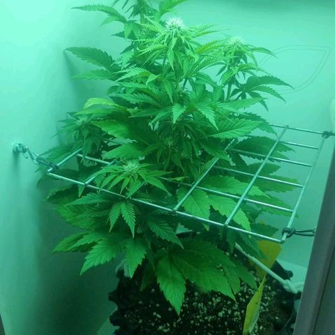 Hans Hanf growlog timeline photo