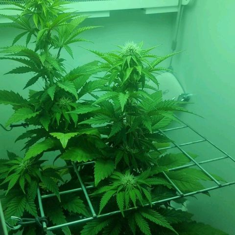 Hans Hanf growlog timeline photo