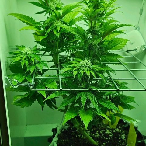Hans Hanf growlog timeline photo