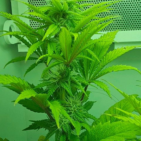 Hans Hanf growlog timeline photo