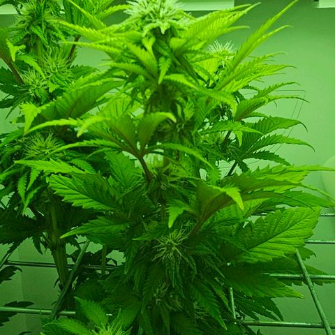 Hans Hanf growlog timeline photo