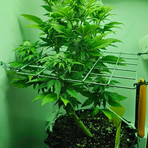 Hans Hanf growlog timeline photo