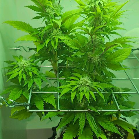 Hans Hanf growlog timeline photo
