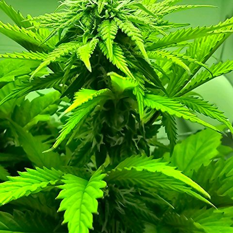 Hans Hanf growlog timeline photo