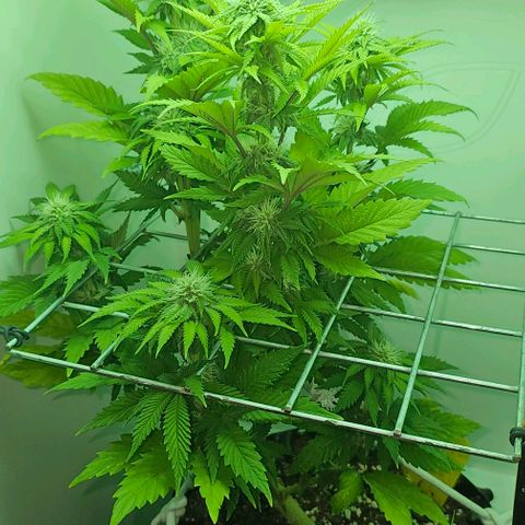 Hans Hanf growlog timeline photo