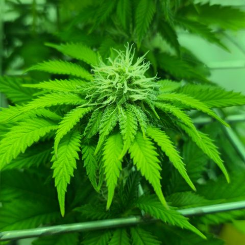 Hans Hanf growlog timeline photo