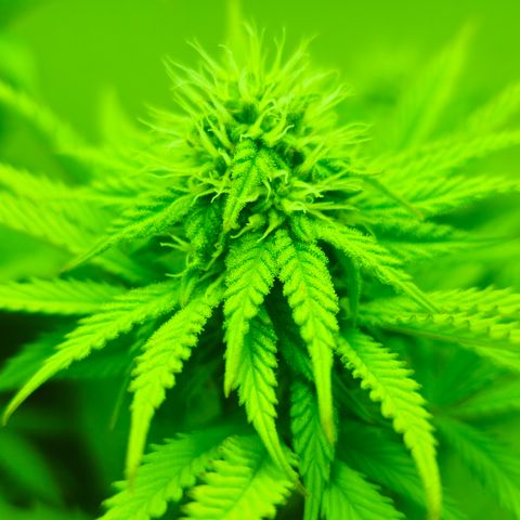 Hans Hanf growlog timeline photo