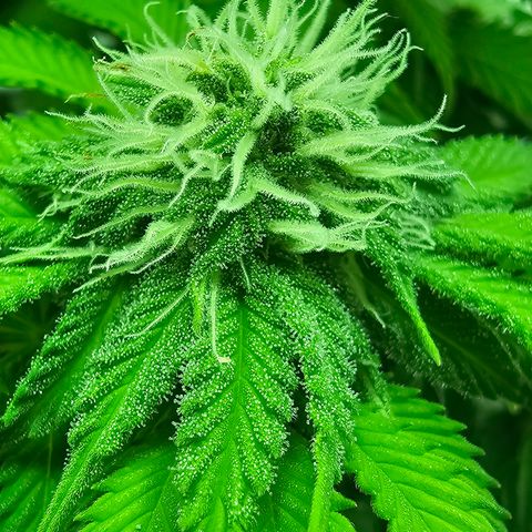 Hans Hanf growlog timeline photo
