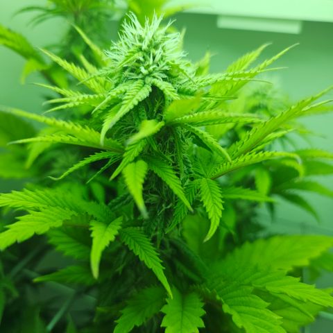 Hans Hanf growlog timeline photo