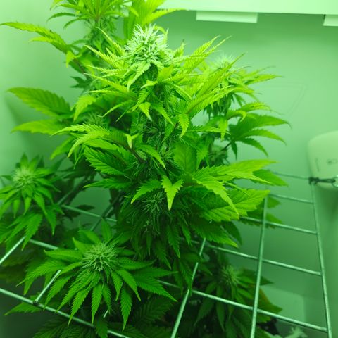 Hans Hanf growlog timeline photo