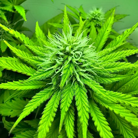 Hans Hanf growlog timeline photo