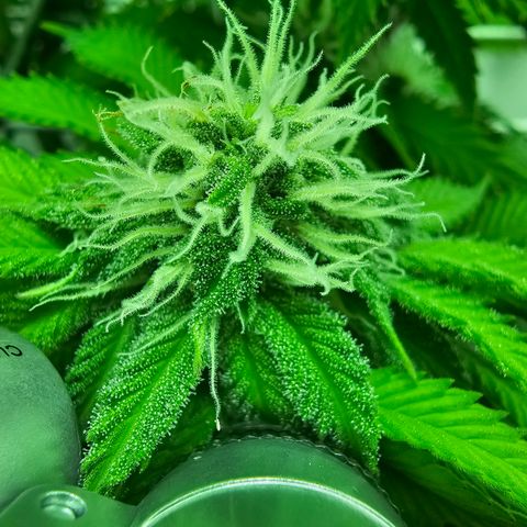 Hans Hanf growlog timeline photo
