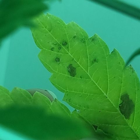 Hans Hanf growlog timeline photo