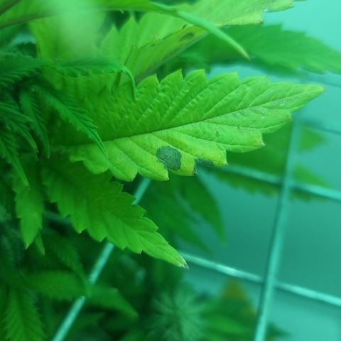 Hans Hanf growlog timeline photo