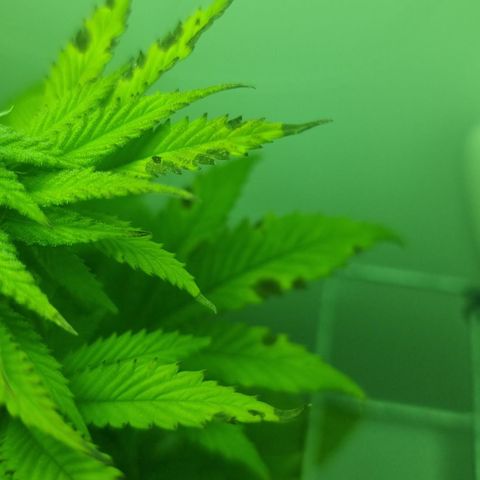 Hans Hanf growlog timeline photo