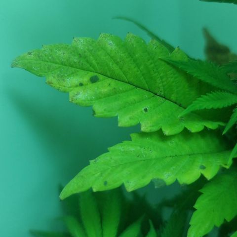 Hans Hanf growlog timeline photo