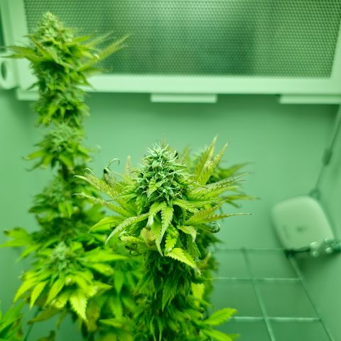 Hans Hanf growlog timeline photo