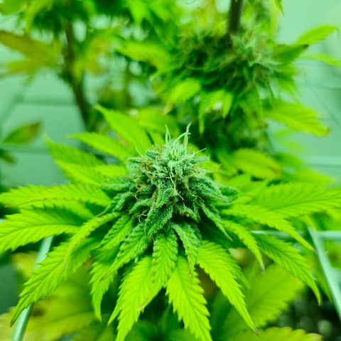Hans Hanf growlog timeline photo