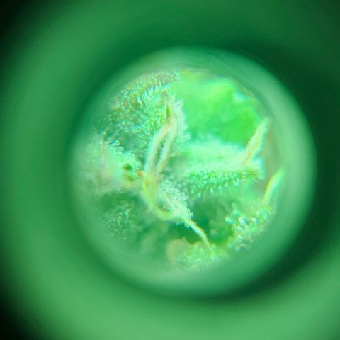 Hans Hanf growlog timeline photo