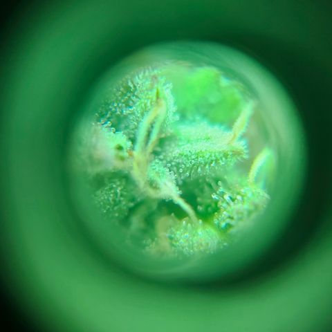 Hans Hanf growlog timeline photo