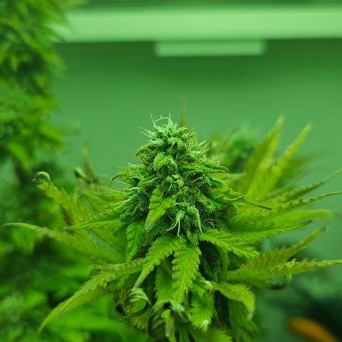 Hans Hanf growlog timeline photo