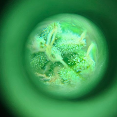 Hans Hanf growlog timeline photo