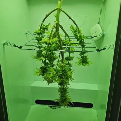 Hans Hanf growlog timeline photo