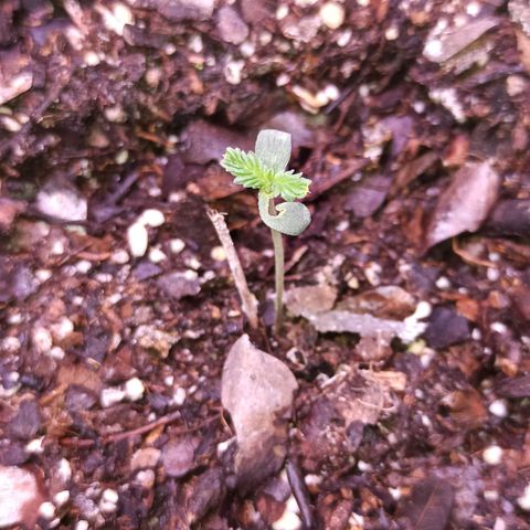 Gorilla Glue Auto growlog photo: BITACORA