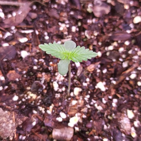 Critical Glue growlog photo: BITACORA