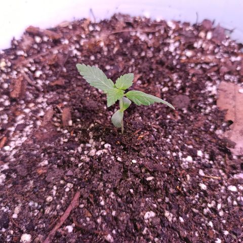 Critical Glue growlog photo: BITACORA