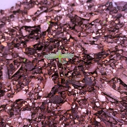 Gorilla Glue Auto growlog photo: BITACORA
