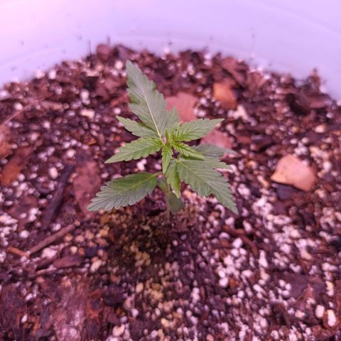 Critical Glue growlog photo: BITACORA