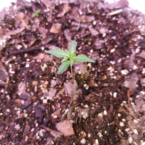 Gorilla Glue Auto growlog photo: BITACORA