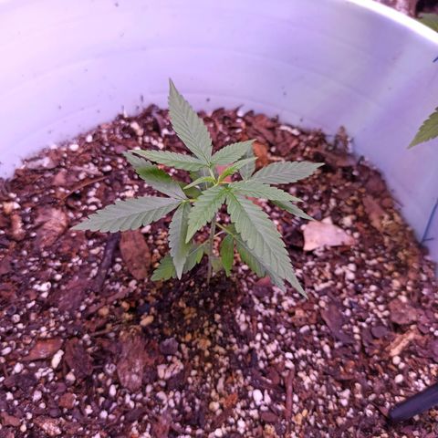 Critical Glue growlog photo: BITACORA