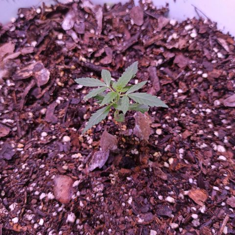 Gorilla Glue Auto growlog photo: BITACORA