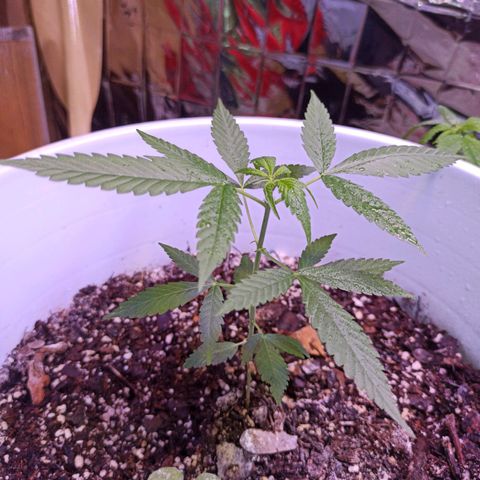 Critical Glue growlog photo: BITACORA