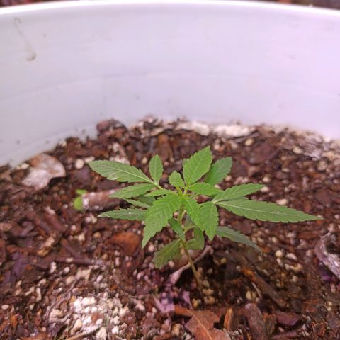 Gorilla Glue Auto growlog photo: BITACORA