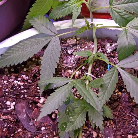 Critical Glue growlog photo: BITÁCORA (LST)