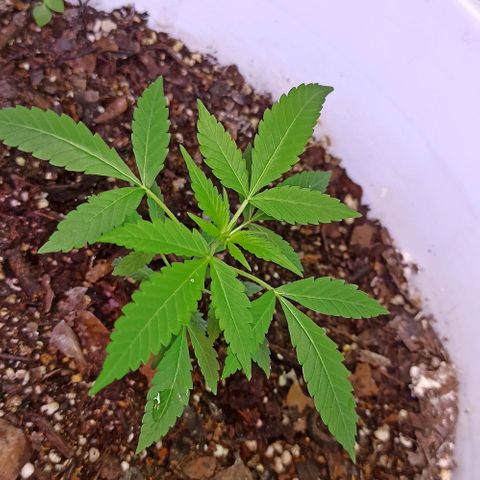 Gorilla Glue Auto growlog photo: BITÁCORA 